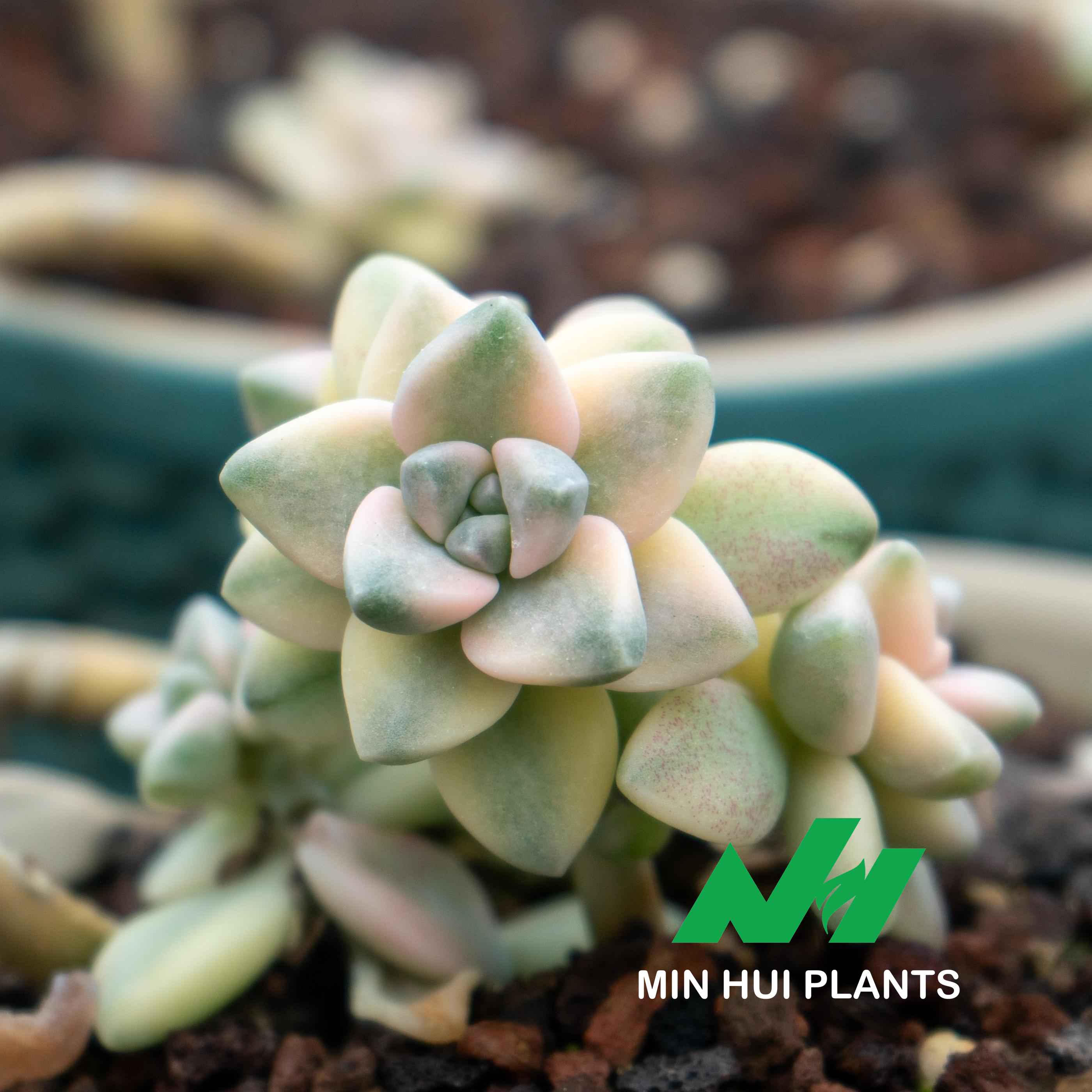 MinHui Plants-Mint Bloomkin